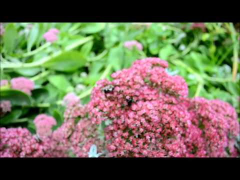 Bumblebees Getting Ready for Winter