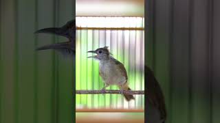 Download lagu KAPAS TEMBAK GACOR NGEBREN NEMBAK PANJANG #kapastembak #birds #kapastembakgacor mp3