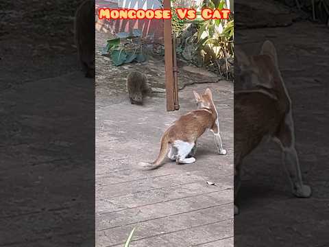 Mangouste contre chat, regardez l'action réelle