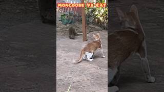 Miniature vidéo