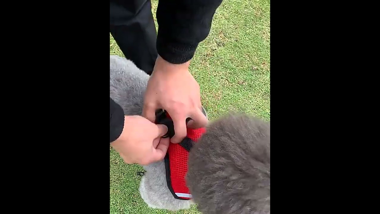Colete Peitoral + Guia para Cães e Gatos | Arnes Peitoral para Pets