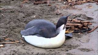 Emperor penguin (a.k.a. Happy Feet), Kapiti, 22 June 2011