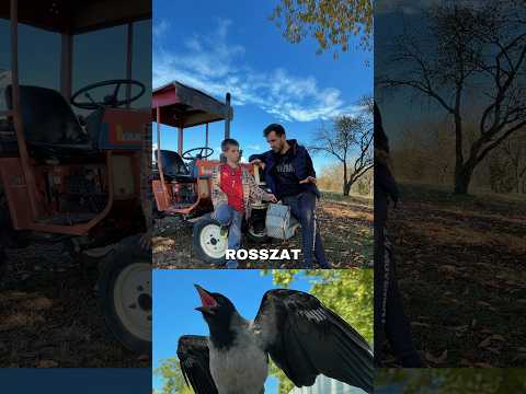 Tudtátok, hogy a Varjak képesek megjegyezni az emberi arcokat főleg ha valami rosszat tettél velük?