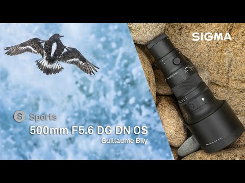Wildlife Photography with the SIGMA 500mm F5.6 DG DN OS | Sports - Guillaume Bily