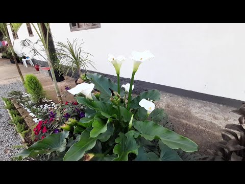 copo de leite,  como fazer mudas!