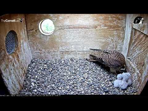 Wisconsin Kestrel Cam 23.05.2022 13:04