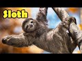 Interesting Facts About The Sloth For Kids