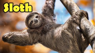 Interesting Facts about The Sloth for Kids! gameplay video by aliciawalsh@kecg.org, 7:23 duration