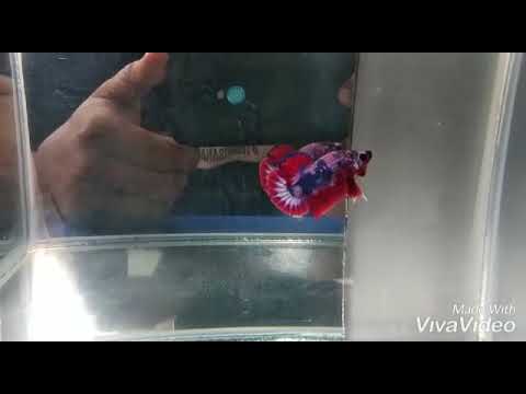 Cupang star time line Thailand vs full Nemo