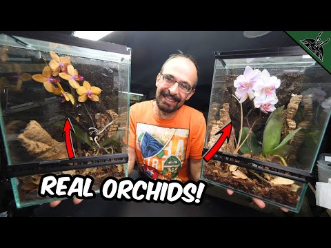 I Gave REAL ORCHIDS to my ORCHID MANTIDS