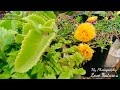 Beautiful Natural Garden Flowers Photos Terrace Garden Flowers Nature Flowers Garden Photo Click