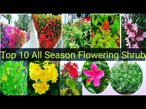 Top 10 flowering shrubs/plants used in the landscape. Top perennial flowering plant.