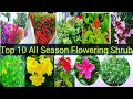 The Best 19 Grow On Bushes Flowers Name