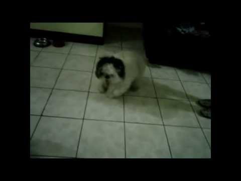 perros futbolistas // especial del mundial