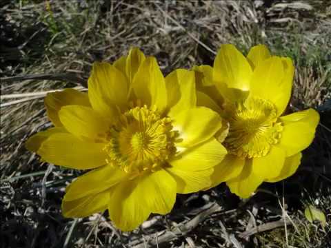 Trestenic Martie 2014 Foto & Muzica