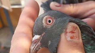 nelly kmger 2 original female price 5000 jhelum 03435073582