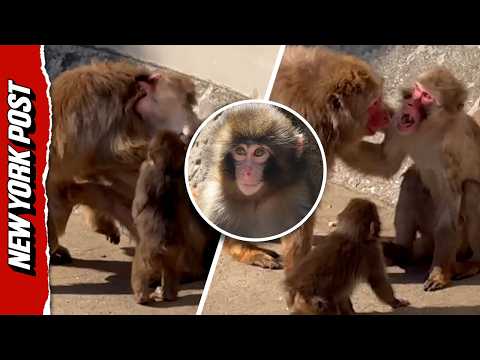 Punch the Monkey Plays Peacemaker as Two Older Macaques Have an Altercation