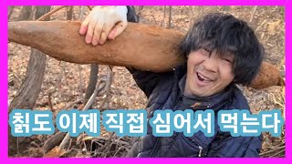 칡 이제 직접 심어서 드세요~ 칡 재배방법 당근심는날 귀농귀촌,주말농장 텃밭