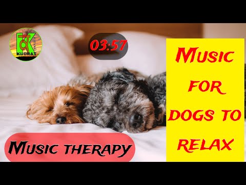 dog relaxing music | music for dog to relax | music for dogs | music for dogs to go to sleep |