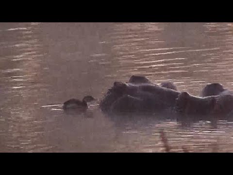Djuma: Little Grebe youngster hanging with the Hippo - 06:22 - 07/03/20