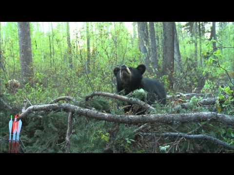 Bears in Alberta