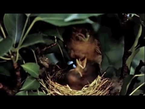 Willie Burns - Windows Down