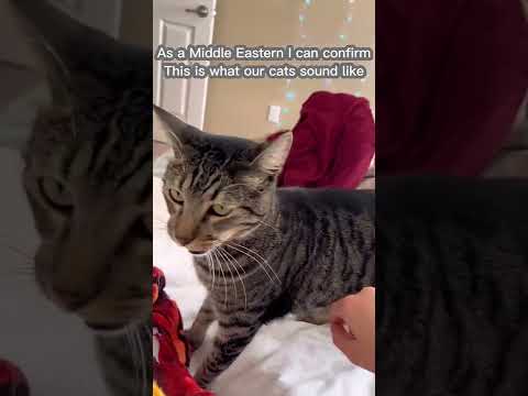 Arabian cats have the cutest meow