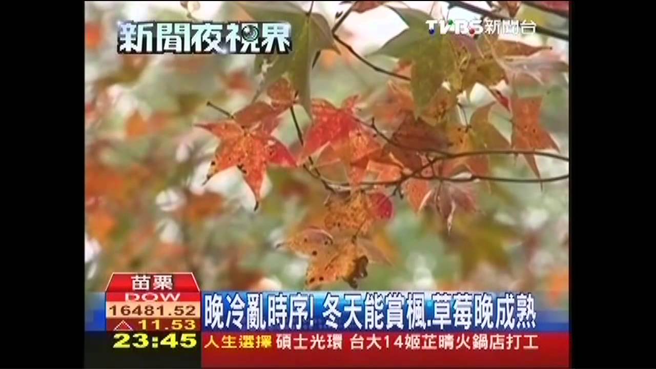 晚冷亂時序！　冬天能賞楓、草莓晚成熟