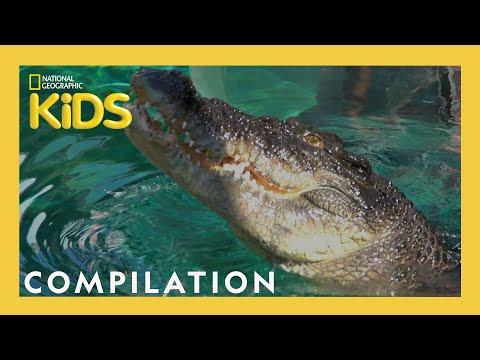 Fearless Adventures with Jack Randall 🐊 | 25 Minutes | Nat Geo Kids Compilation | @natgeokids