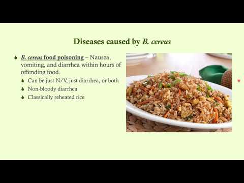 Bacillus cereus - Microbiology Boot Camp