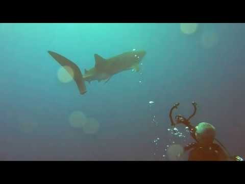 Diving  Tiputa Pass, Rangiroa, French Polynesia