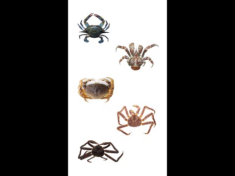 🦀 5種類のカニ |さまざまな種類のカニ |英語で #youtubeshorts #カニ