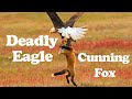 Fox Vs Eagle Fight Eagle Attack Deadly Eagle Eagle Chasing Fox Eagle Hunting Fox Short