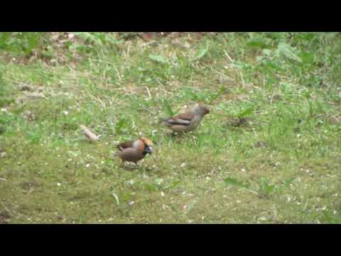 Kernbeißer Männchen & Weibchen