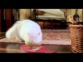 Stuart Little 2 Trailer