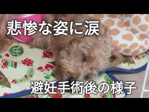 犬の去勢手術後の回復