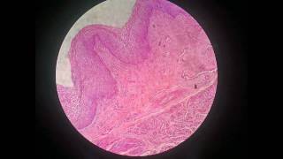 Part one of revision histological slides 2nd year (Hollow slides)