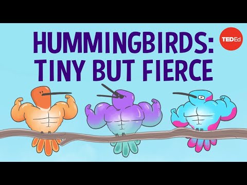 The surprising secrets of hummingbird flight -|| Amazing bird must check