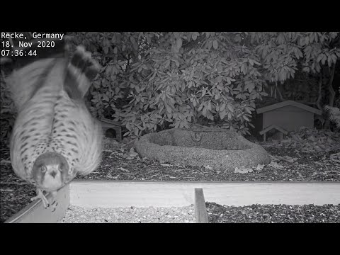 Highlights Today (kestrel, squirrel, jackdaws, collared dove...) Recke, Germany - Nov. 18, 2020