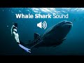 Whale Shark Sound | Rhincodon Typus Sound Effect | Animal Sounds