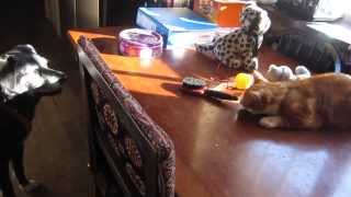 La Croix du Reh - bed & breakfast France : the kitten  v dog