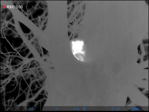 Jagd auf Waschbären - Waschbär auf der Schwarzwildjagd erlegt