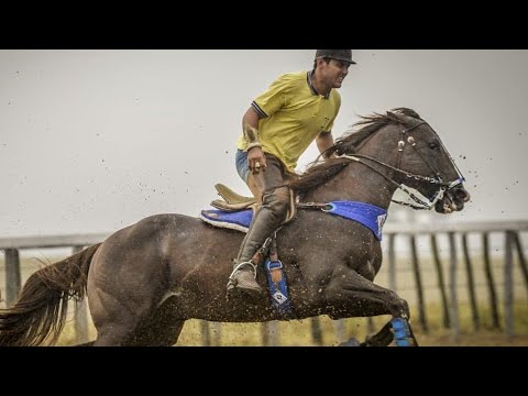 TARCÍSIO DO ACORDEON - PISEIRO COM VAQUEJADA *VIVENDO DE VAQUEJADA NA PROFISSÃO DO VAQUEIRO* [Clipe]