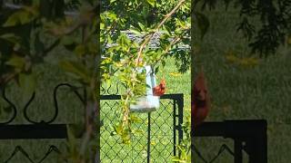 #shorts  DIY bird feeder plastic bottle