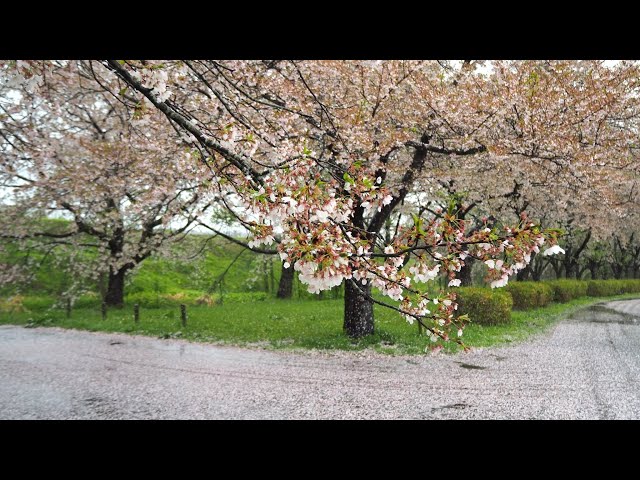 2025 [Kakunodate Cherry Blossoms] Blooming Status April 29th