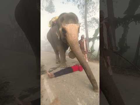 #elephant #viral #trending #newsong #cute  #bhojpurisong#sad #nature #wildanimals #viralvideo #fun
