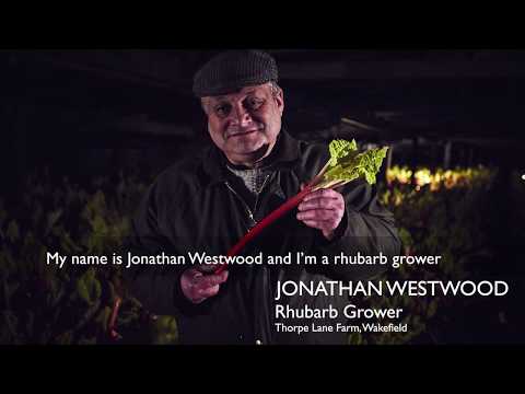 Discover How Booths Yorkshire Forced Rhubarb Is Grown | Booths Supermarket