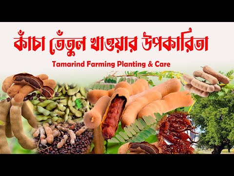, title : 'তেঁতুল চাষ পদ্ধতি #তেঁতুলর পুষ্টিগুণ ও উপকারিতা #tamarind cultivation #eating tamarind benefits'