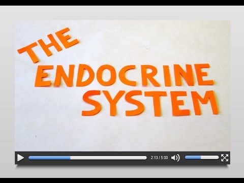 The Endocrine System