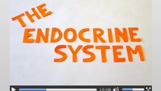 The Endocrine System